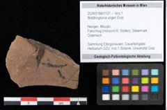 Foto (Objekt + Etikett) von Widdringtonia ungeri Endl. (NHMW-GEO-2024-0188-0137)